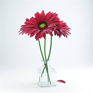 Gerbera